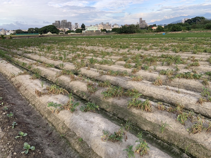 中市馬鈴薯災損 11/25前可申請現金救助