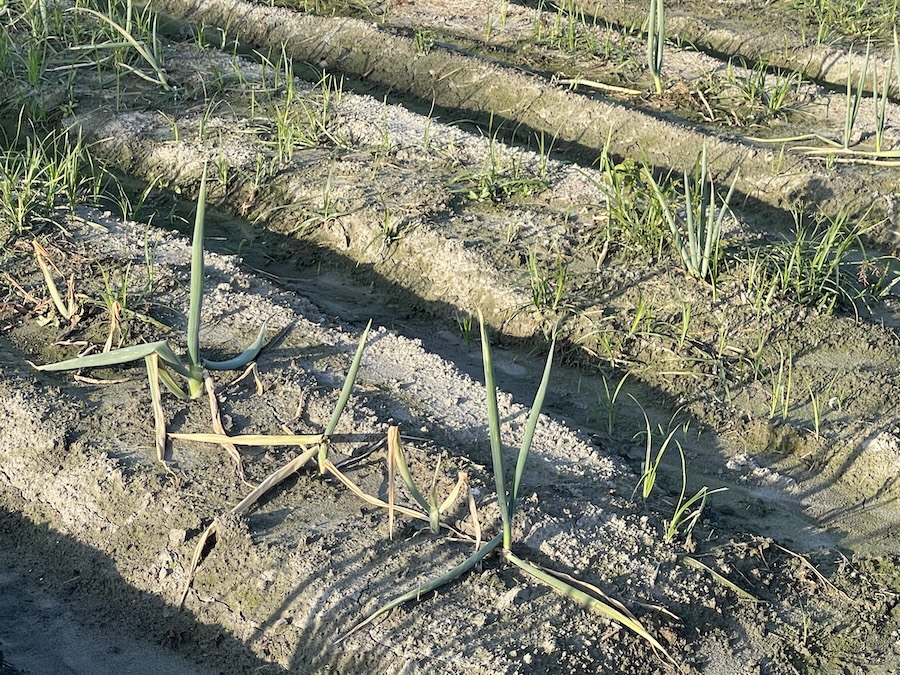 中市豐原區青蔥、潭子區青花筍、胡瓜、食用番茄及農業設施及和平區農業設施災損 12/10前可申請現金救助