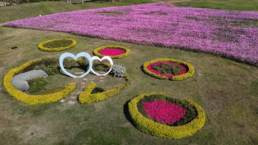 浪漫花海盛開后里環保公園 中市建設局邀請大家賞花迎新年