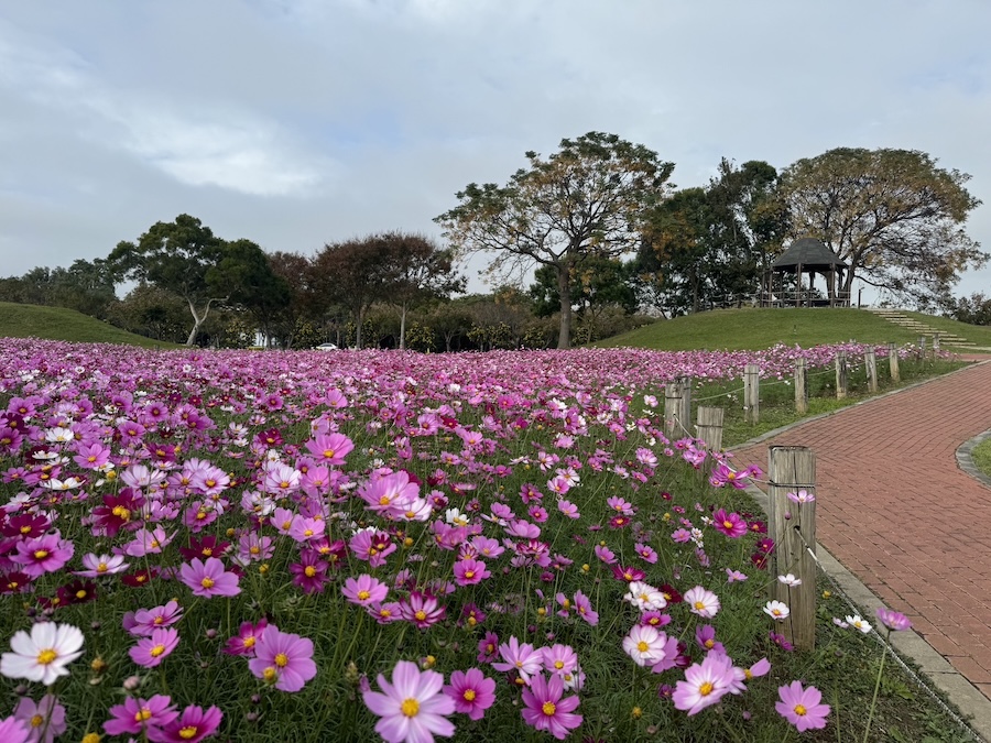 中市后里環保公園大波斯花朵盛開 建設局：近郊賞花喜迎蛇年好去處！