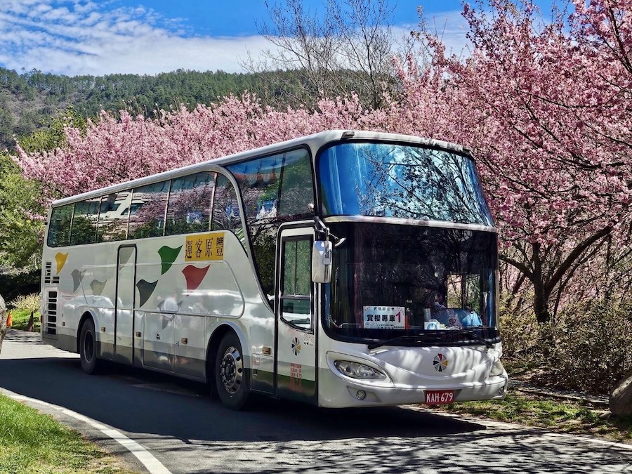 2025武陵櫻花季接駁專車疏運破5500人次 中市交通局加碼228連假接駁奏效